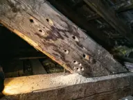 Căprior vechi cu pete de apă, găuri ovale de insecte și rumeguș fin dedesubt